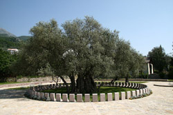 Stara maslina na Mirovici